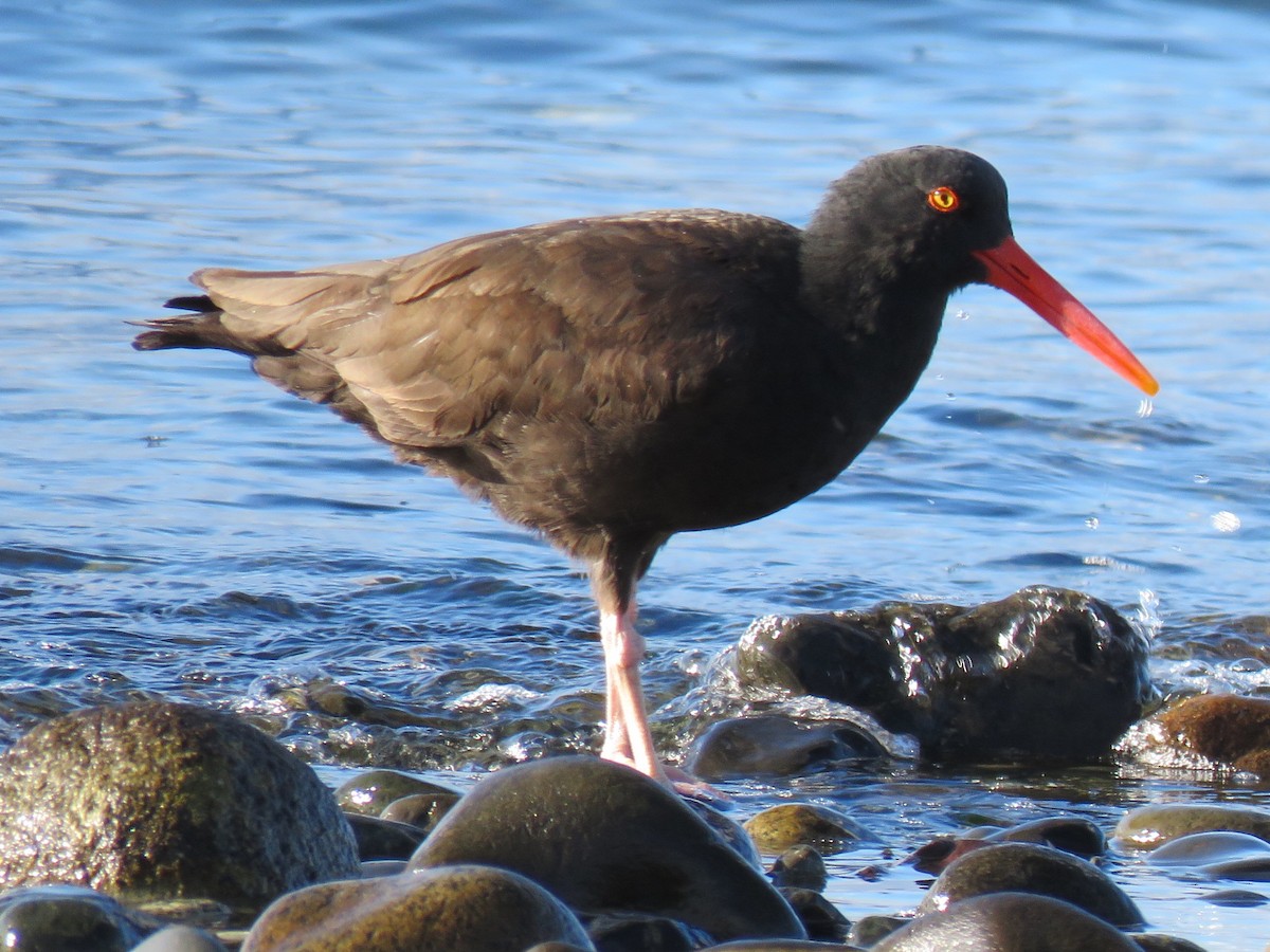 Black Oystercatcher - Don Wilshere