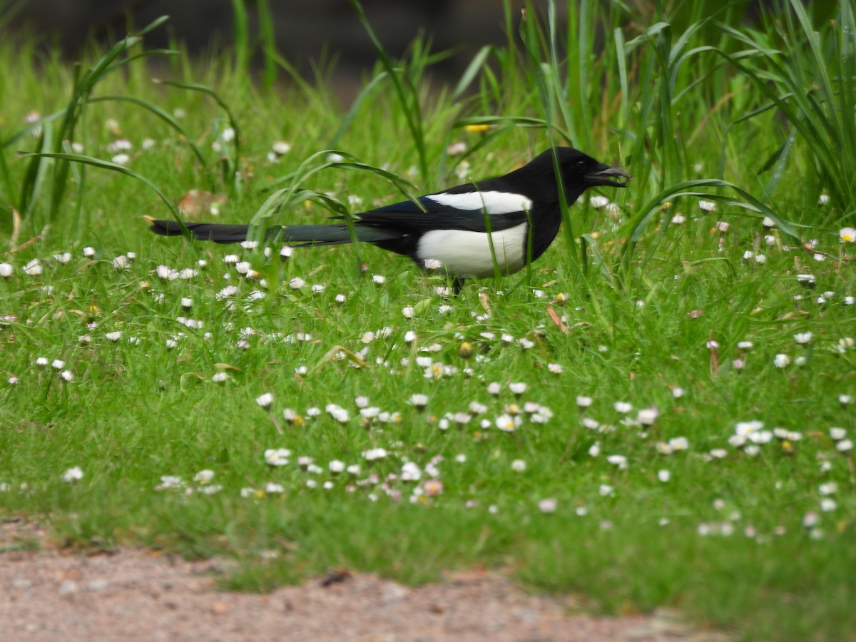 Eurasian Magpie - ML618595573