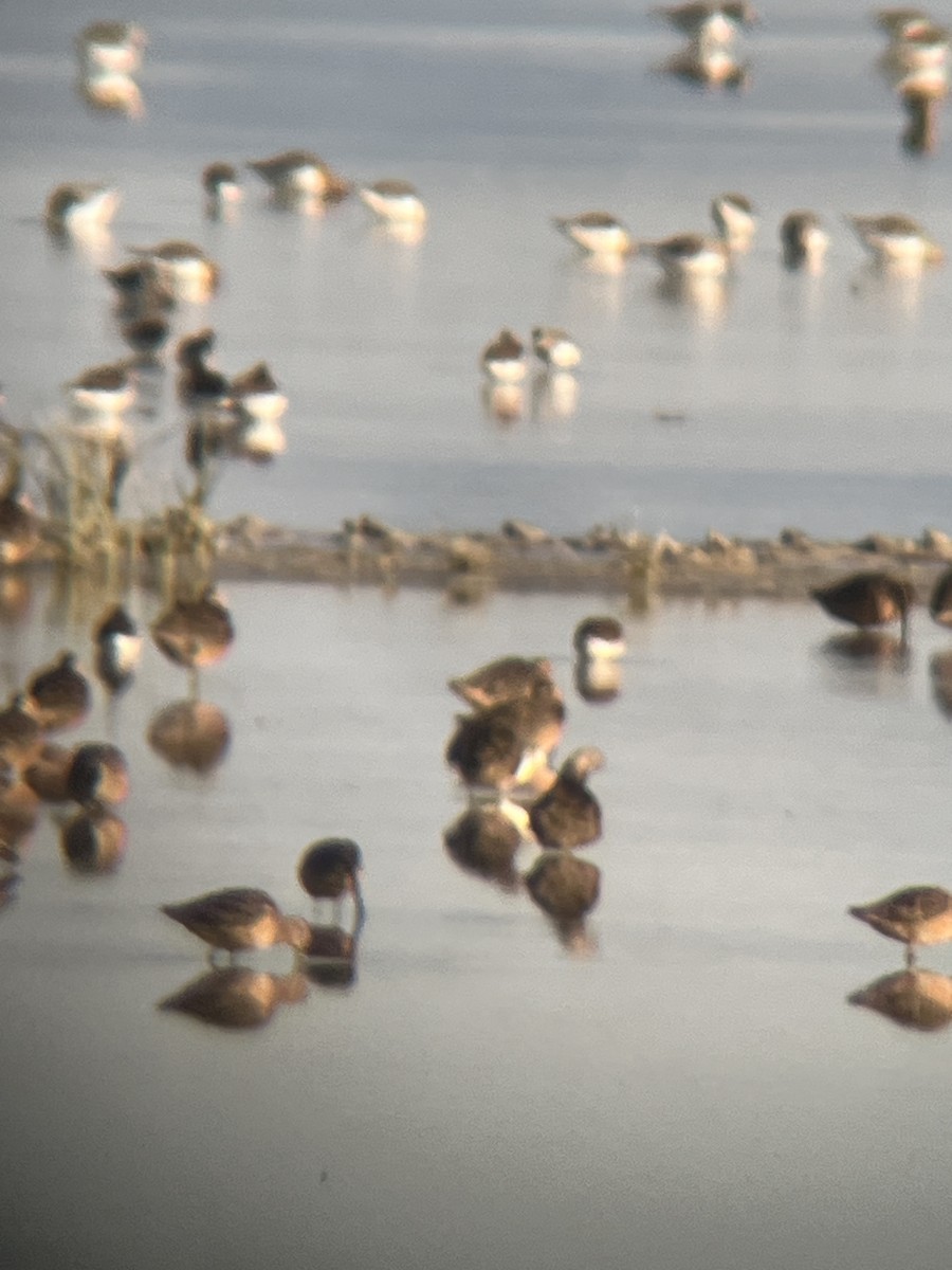 Long-billed Dowitcher - ML618595577