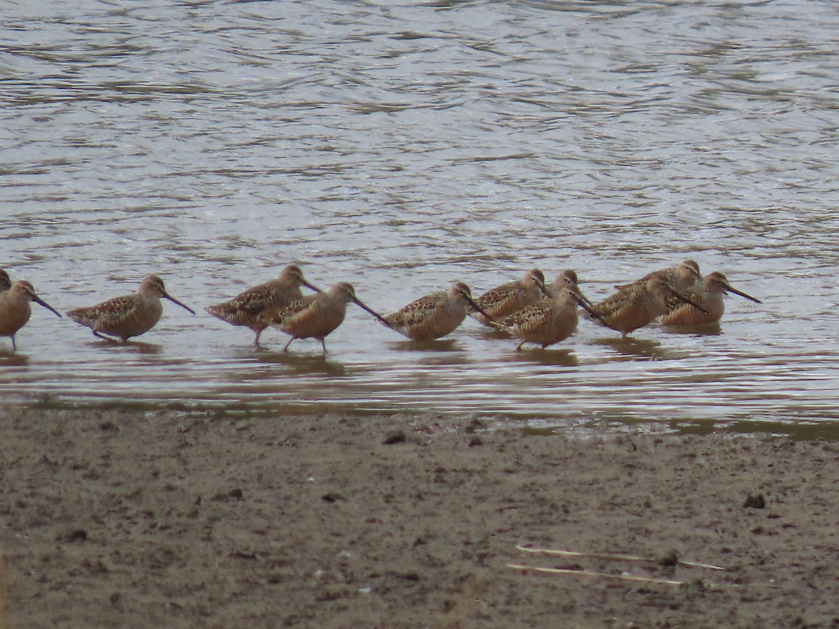 Long-billed Dowitcher - ML618595581