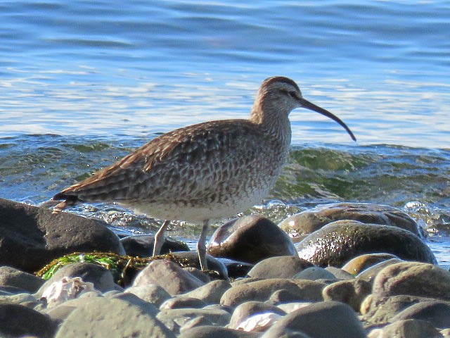 Whimbrel - ML618595626