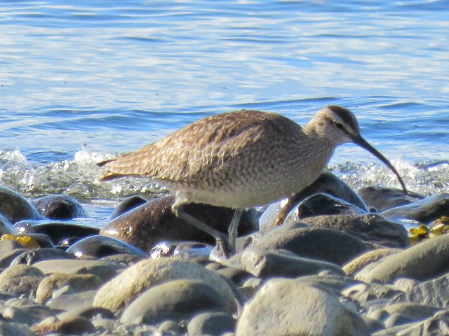 Whimbrel - ML618595645