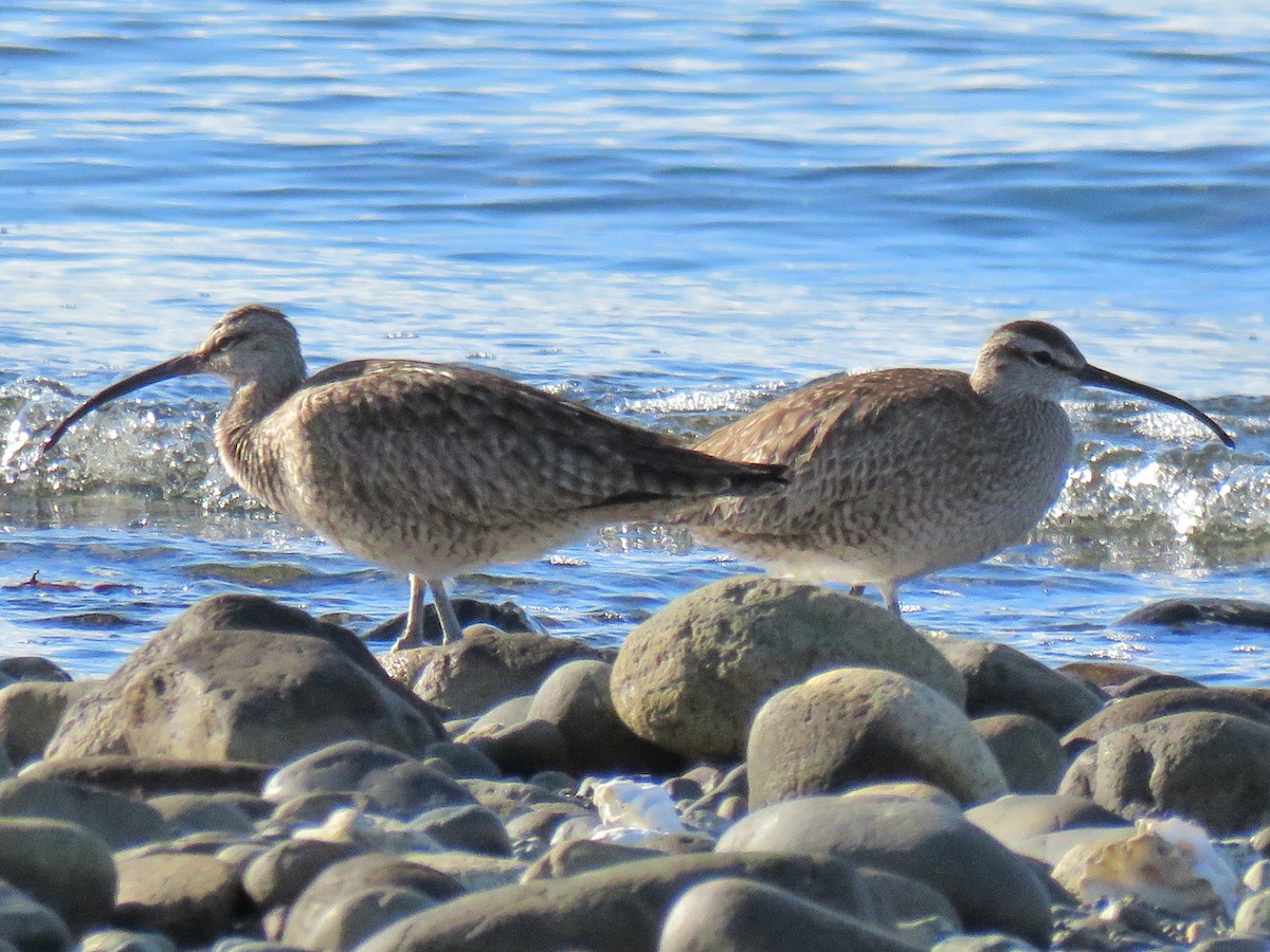 Whimbrel - ML618595653