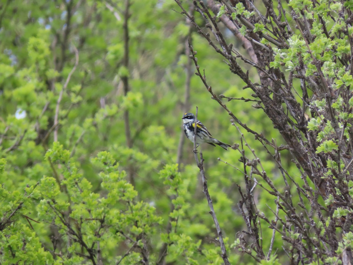 Yellow-rumped Warbler - ML618595694