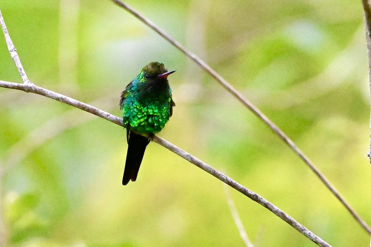 Golden-crowned Emerald - ML618595696