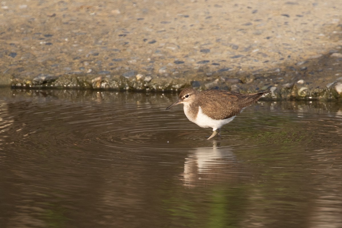 Common Sandpiper - ML618595718