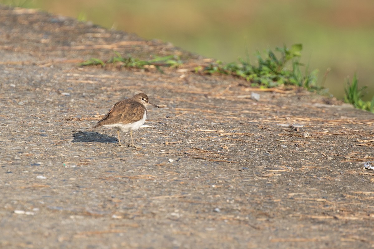 Common Sandpiper - ML618595723