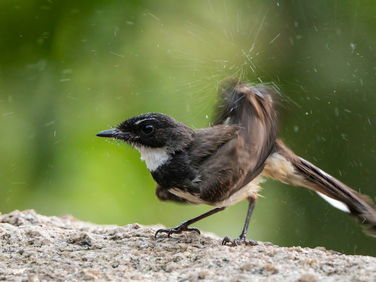 Malaysian Pied-Fantail - ML618595724