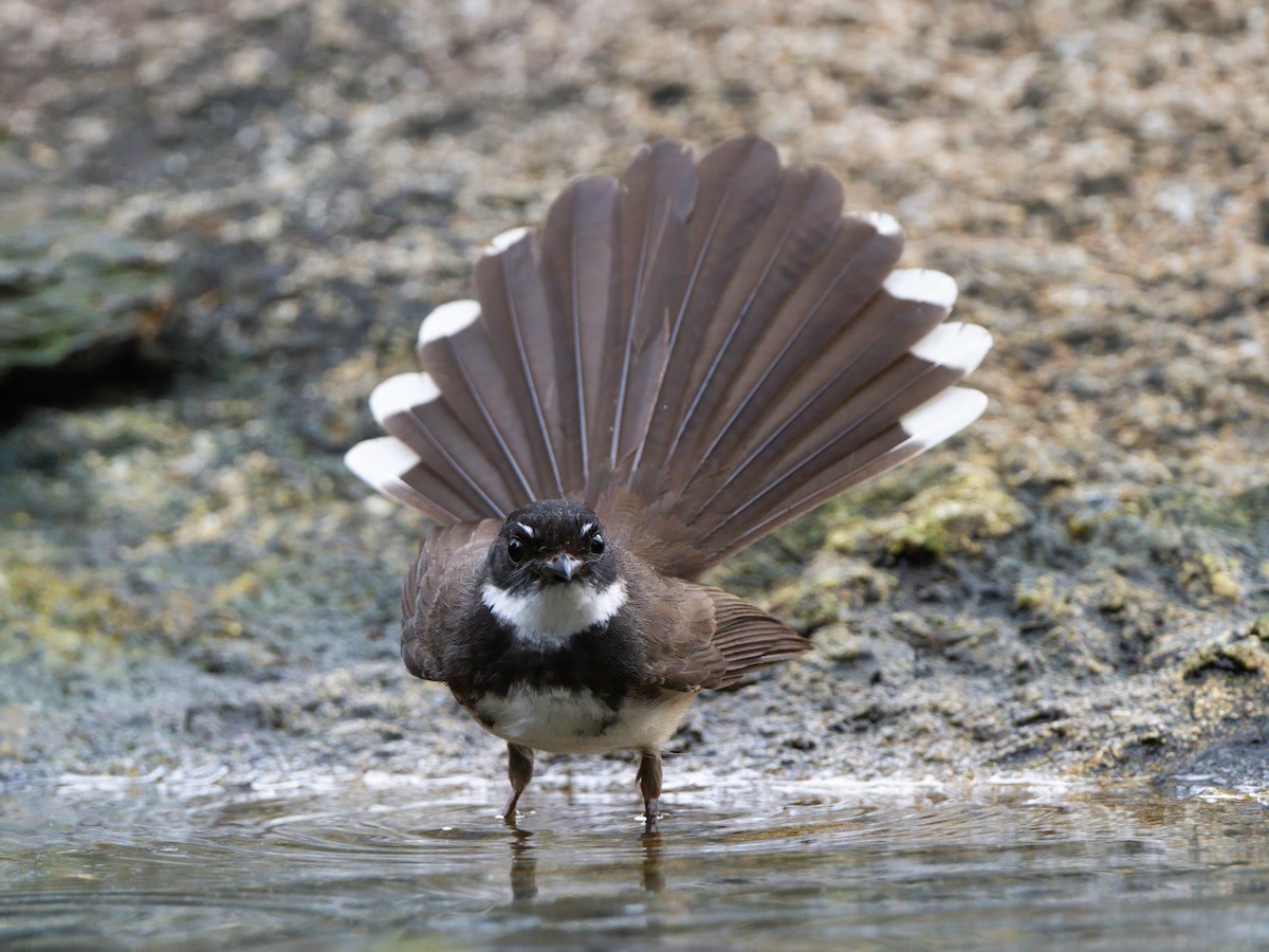 Malaysian Pied-Fantail - Michael Sanders