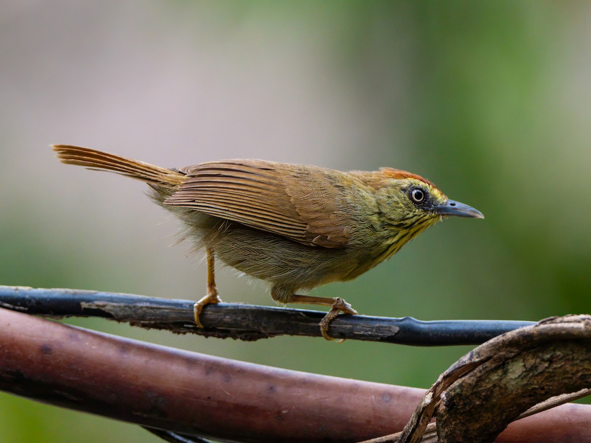 Pin-striped Tit-Babbler - ML618595750