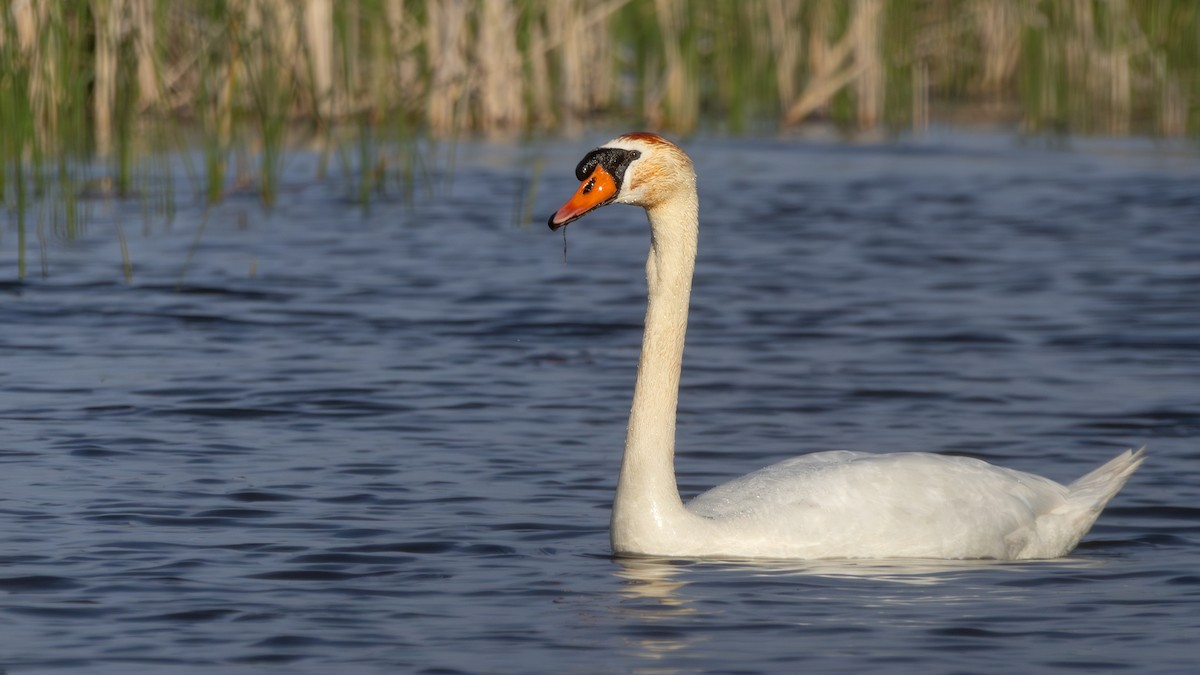 Mute Swan - Arthur Mercado