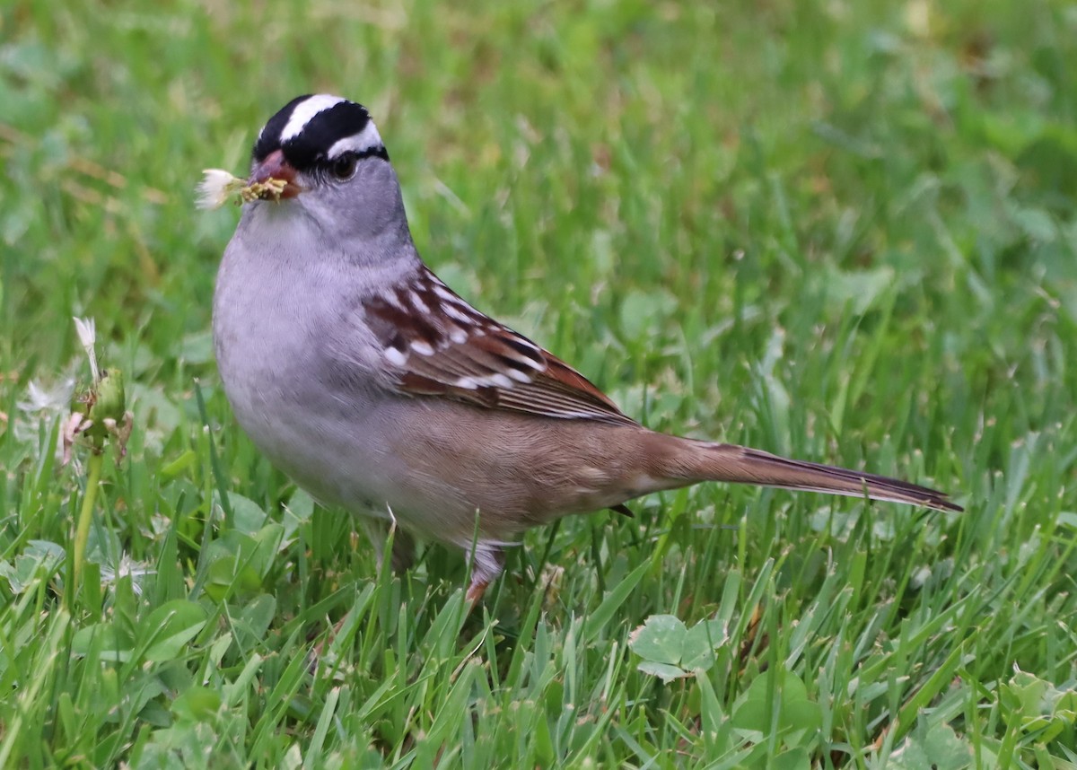 White-crowned Sparrow - ML618595770