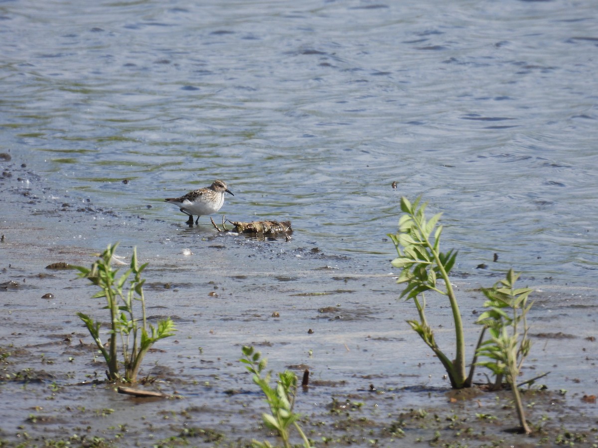 Least Sandpiper - ML618595789