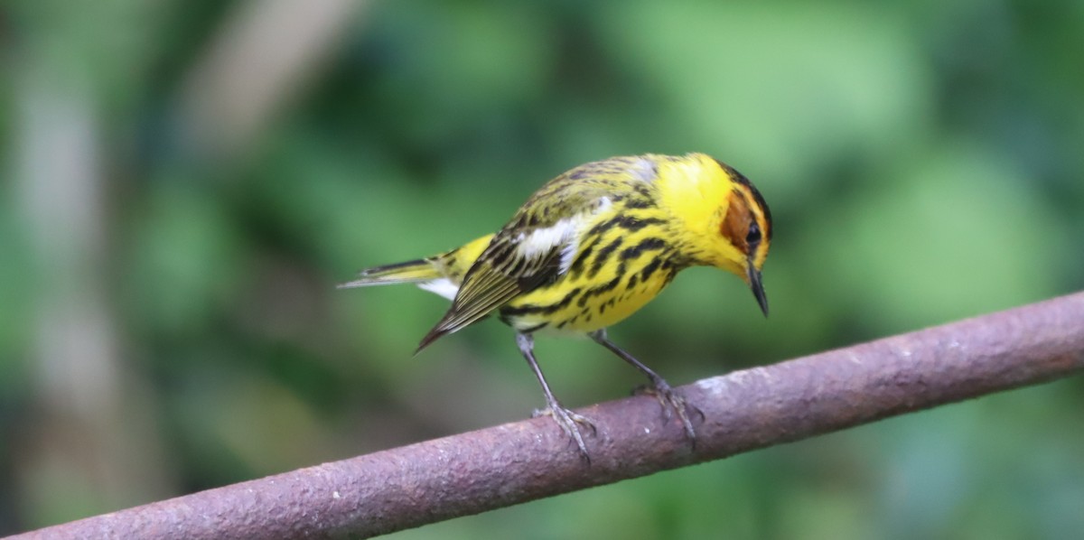Cape May Warbler - ML618595795