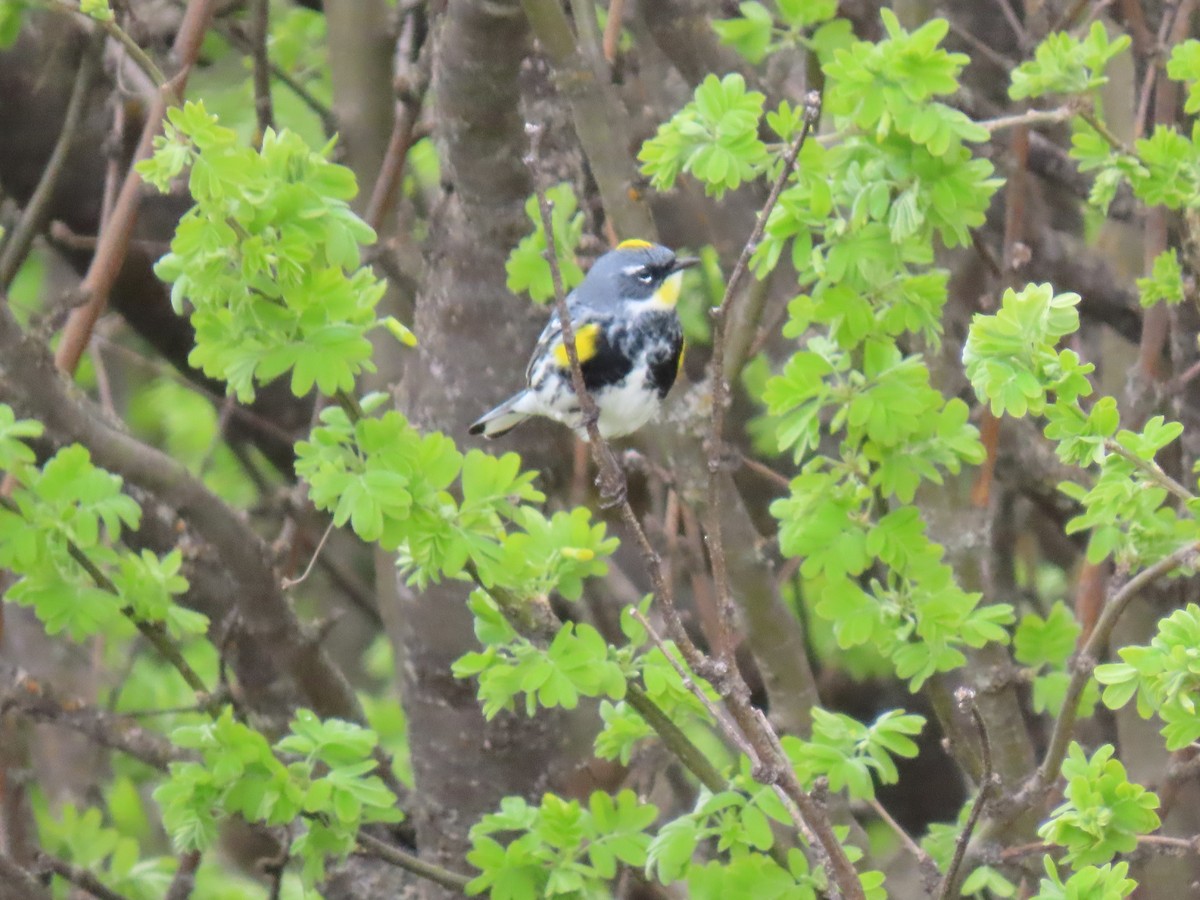 Yellow-rumped Warbler - ML618595798