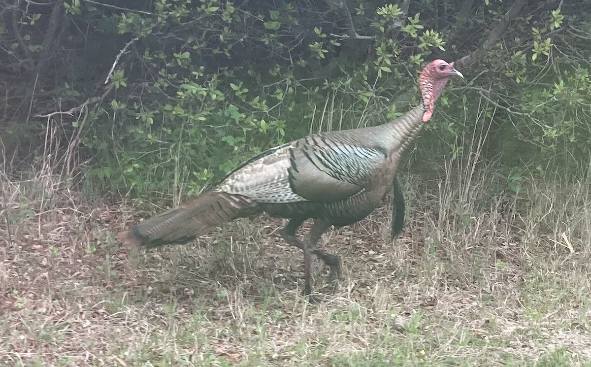 Wild Turkey - ML618595822