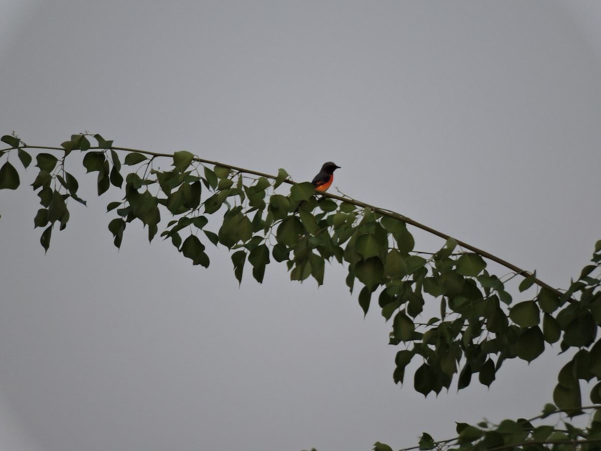 Small Minivet - Suzhal Arivom (Group Account)