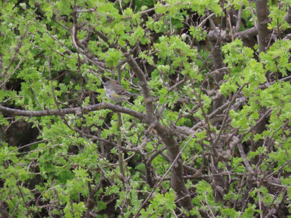 Yellow-rumped Warbler - ML618595855