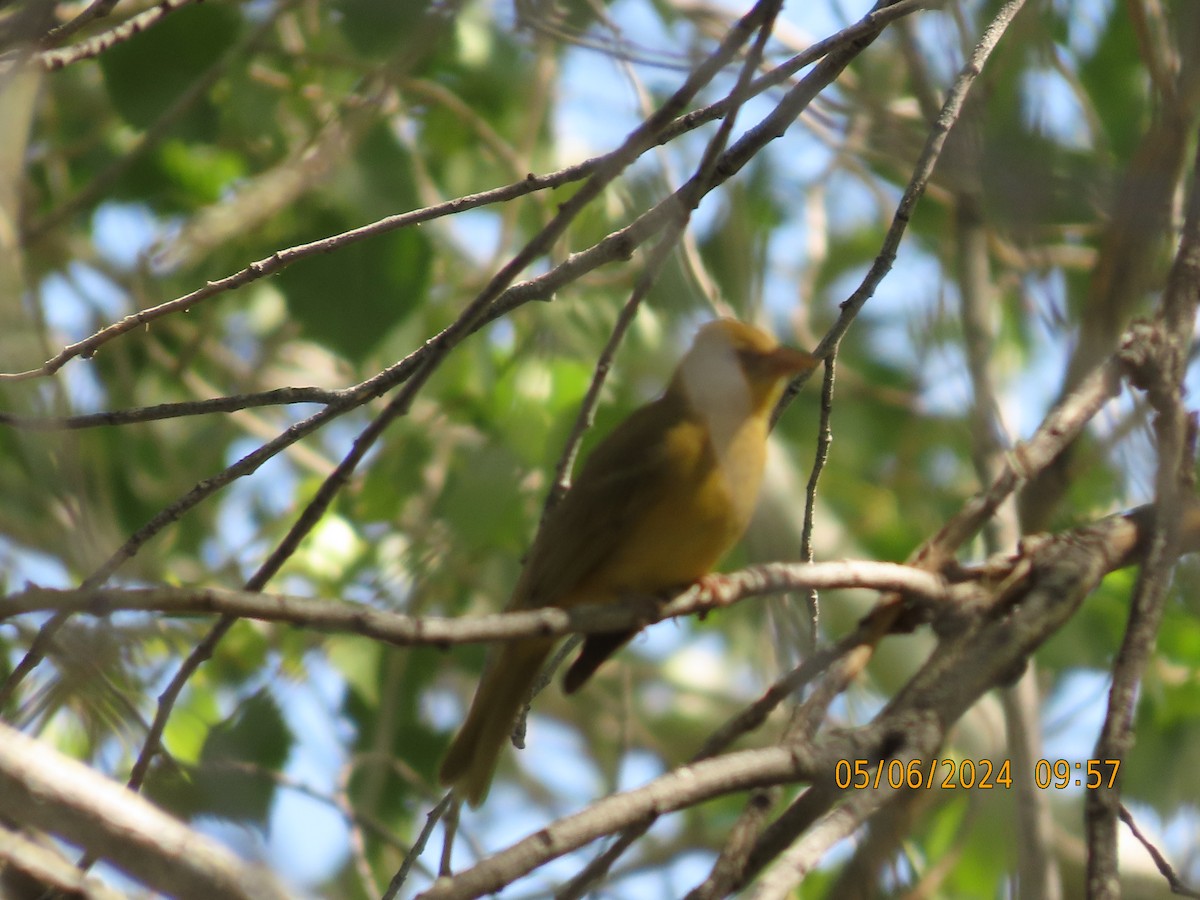 Summer Tanager - Steven Lima