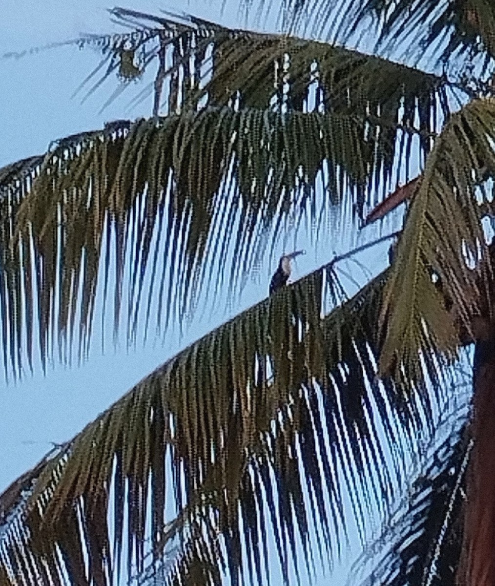 Toucan à bec rouge - ML618595911