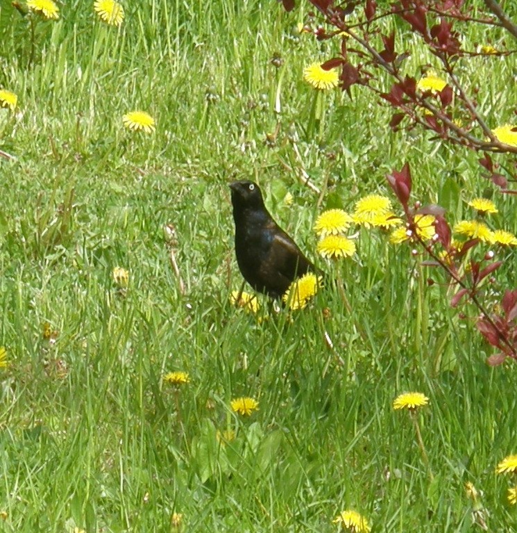 Common Grackle - ML618595915