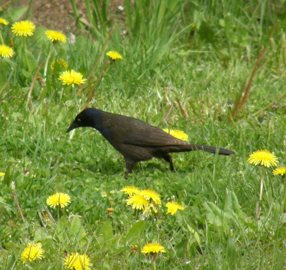 Common Grackle - ML618595916