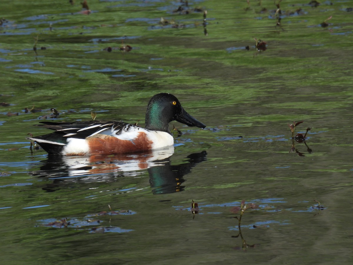 Northern Shoveler - Anonymous