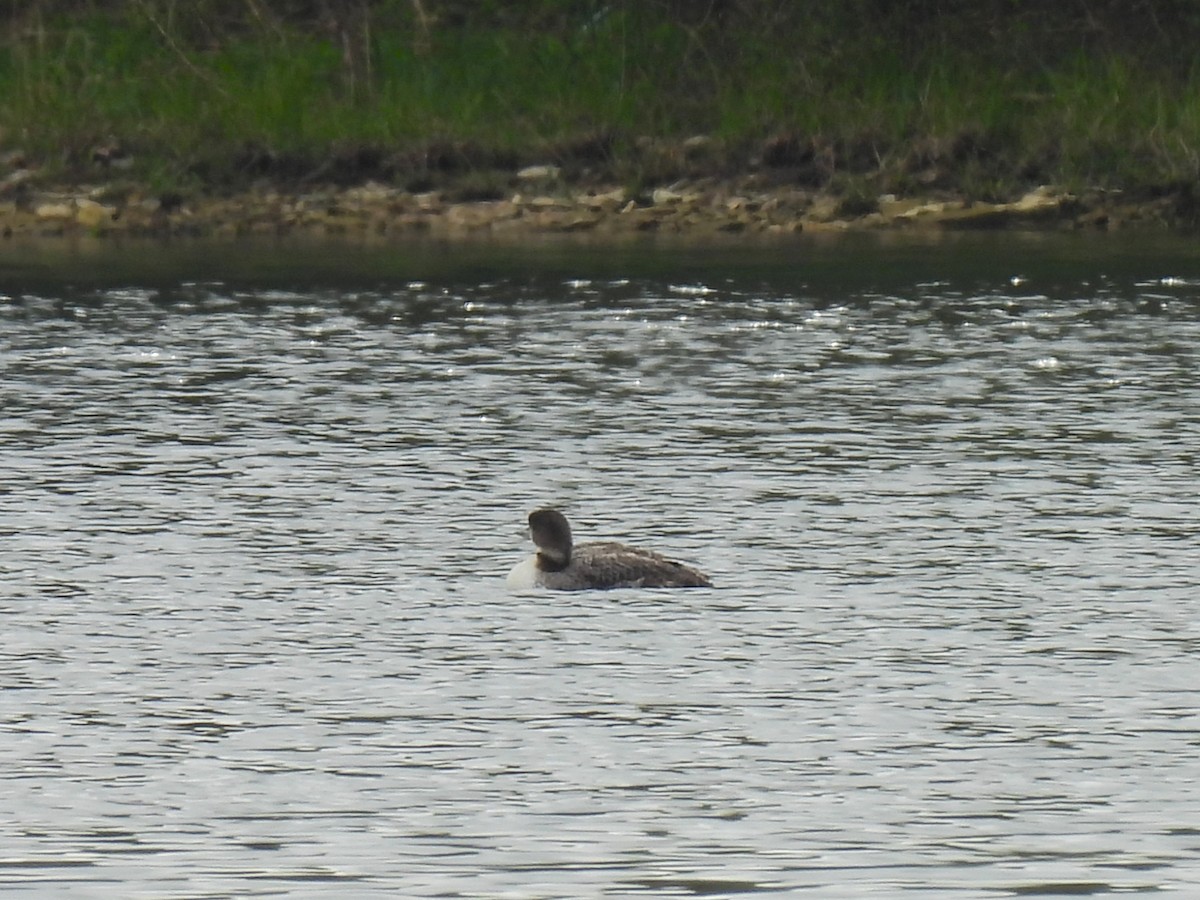 Common Loon - ML618595923