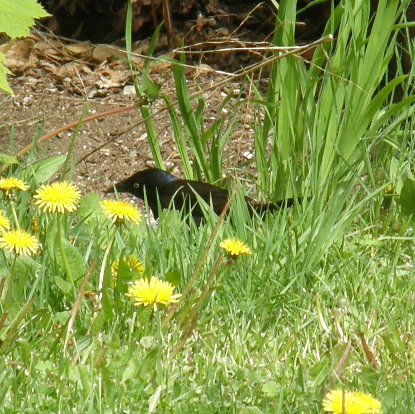 Common Grackle - ML618595924