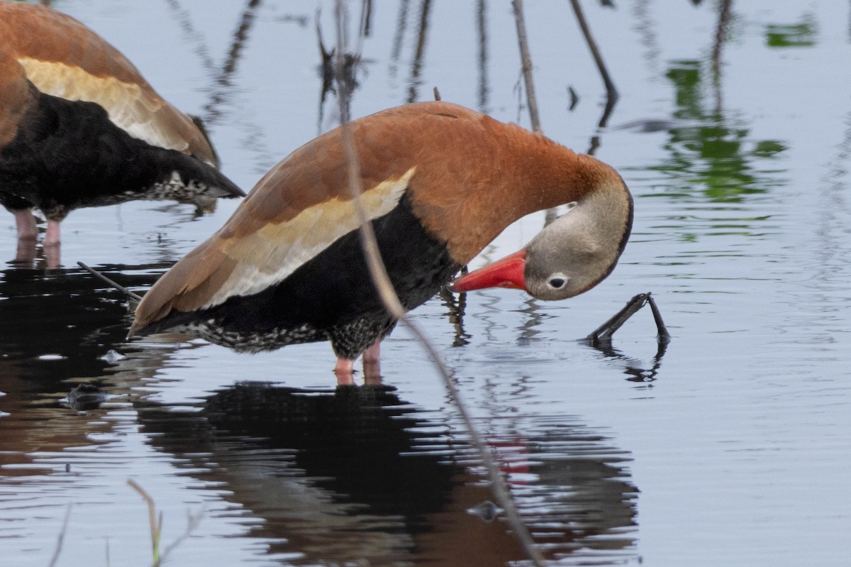 Black-bellied Whistling-Duck - ML618595946