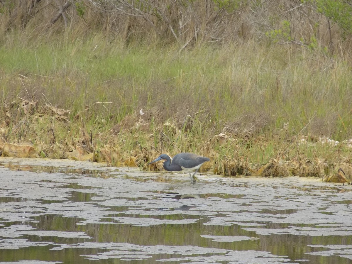 Tricolored Heron - ML618595960