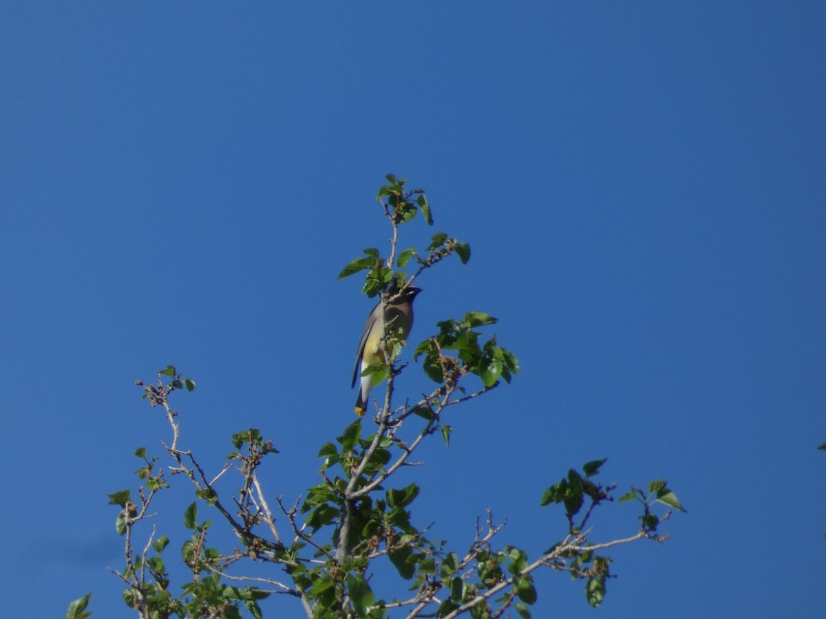 Cedar Waxwing - Gabriel Wiltse