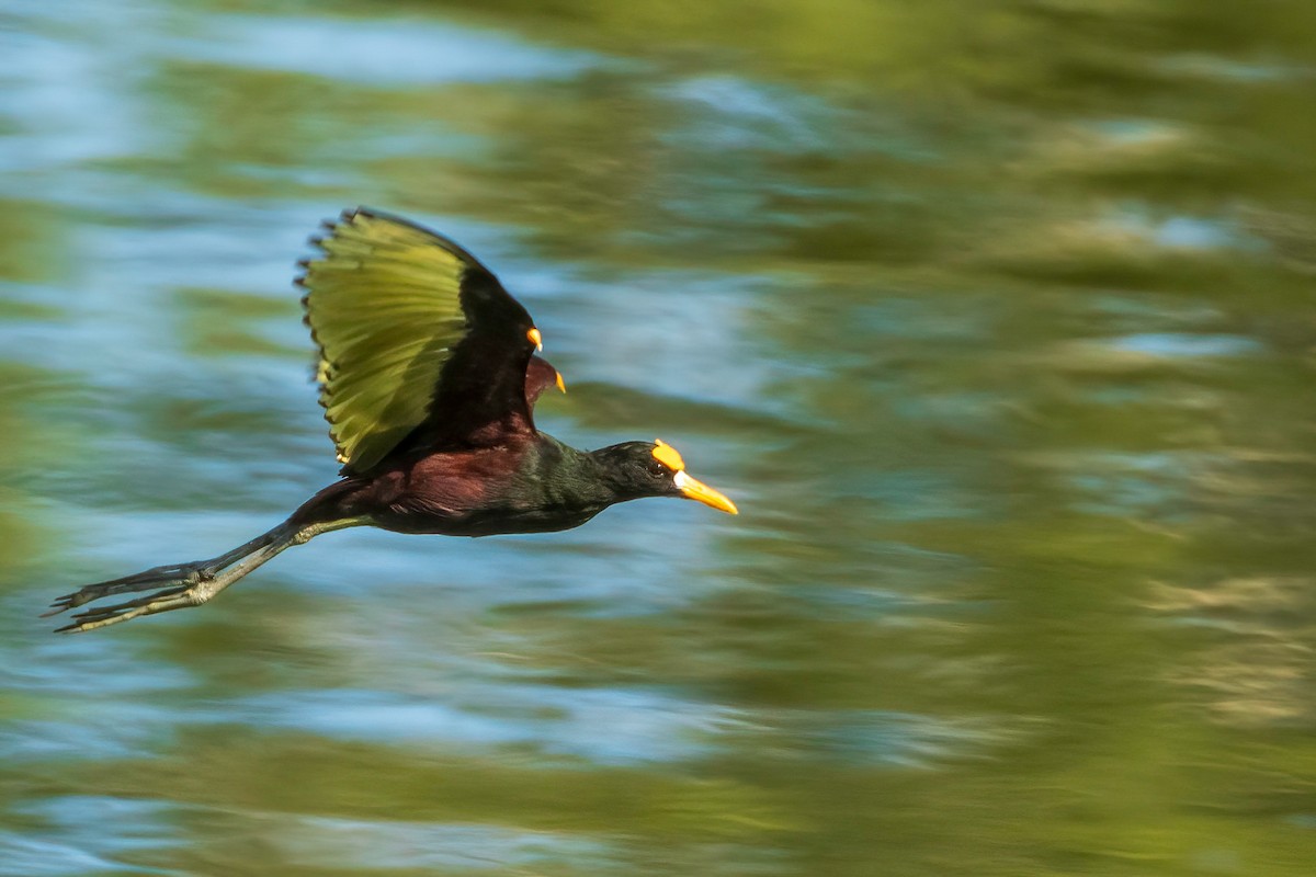 Jacana Centroamericana - ML618595968