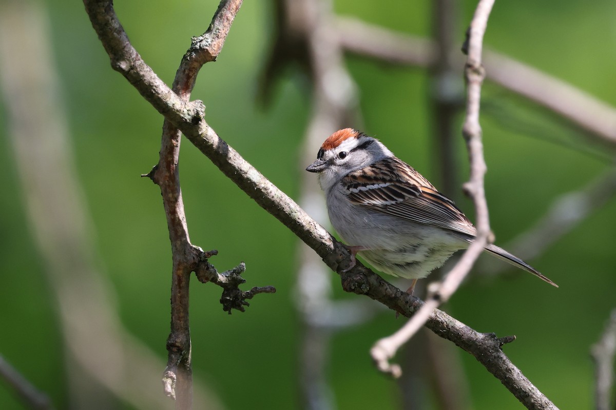 Chipping Sparrow - Mark Sak