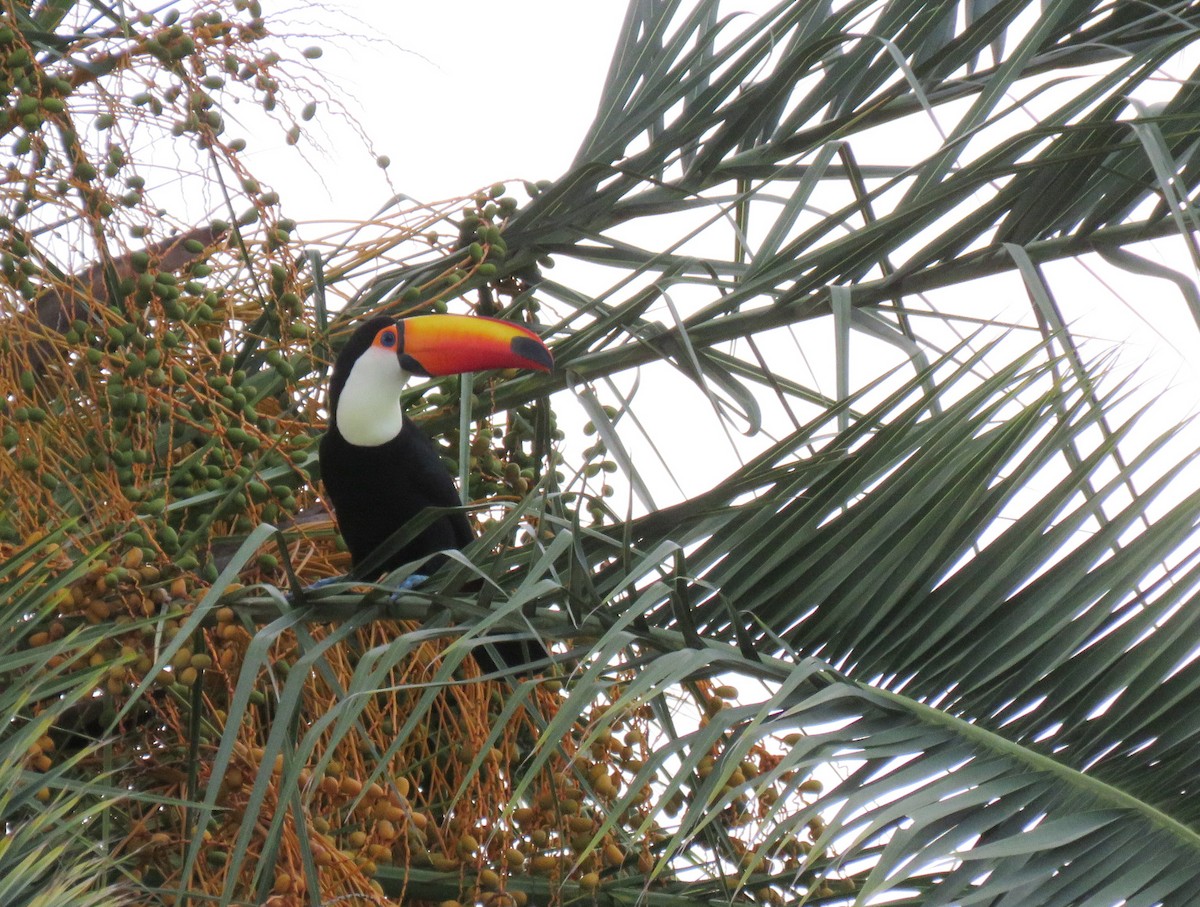 Toco Toucan - ML618596001