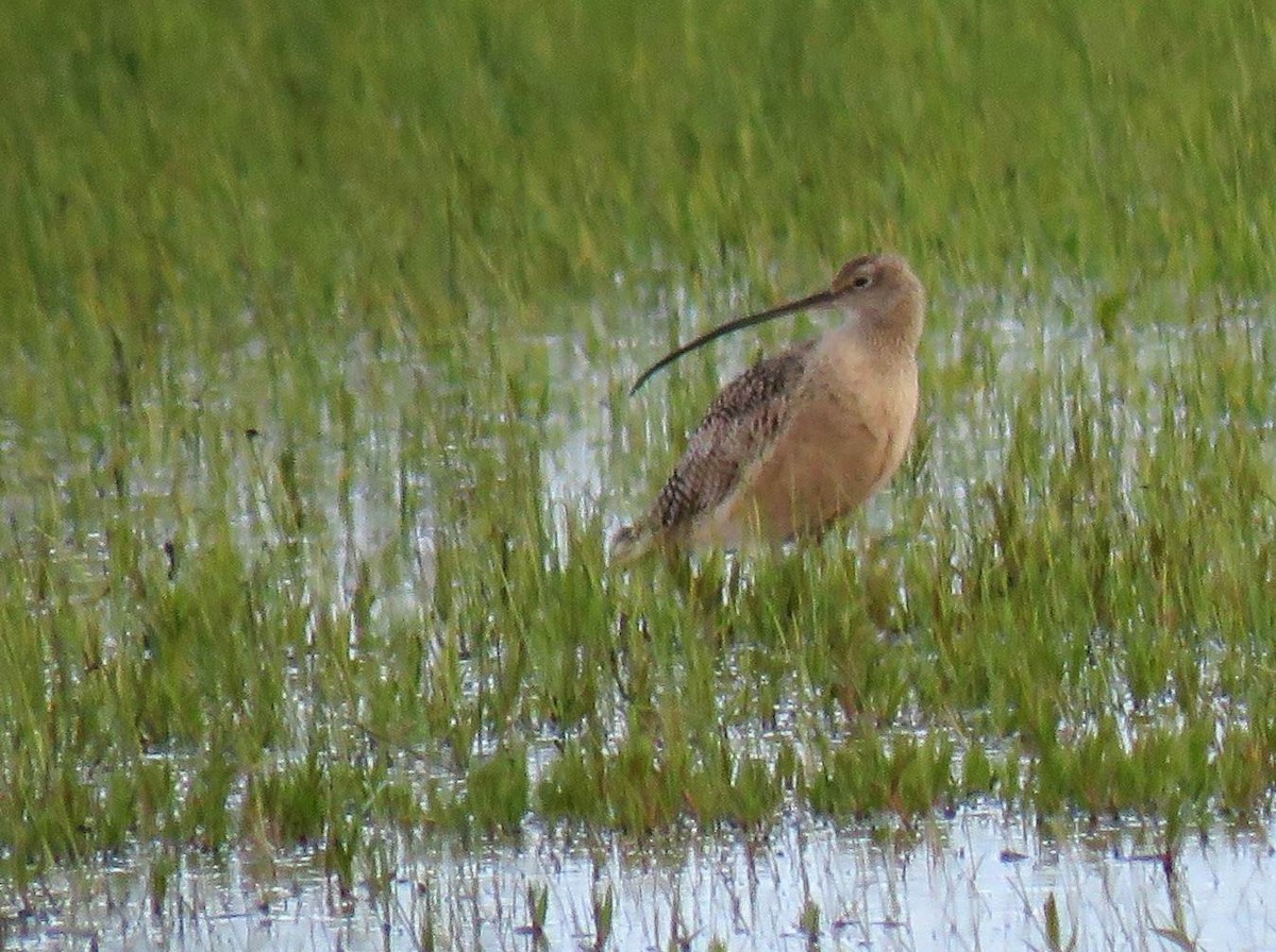 Long-billed Curlew - ML618596024