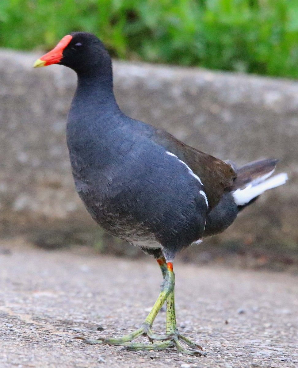 Common Gallinule - ML618596031