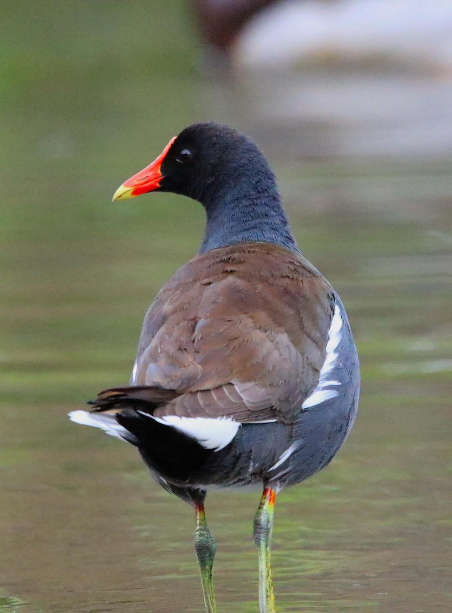 Gallinule d'Amérique - ML618596035