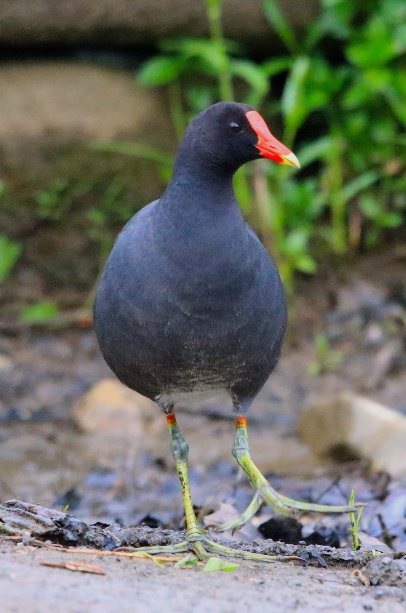 Common Gallinule - ML618596037