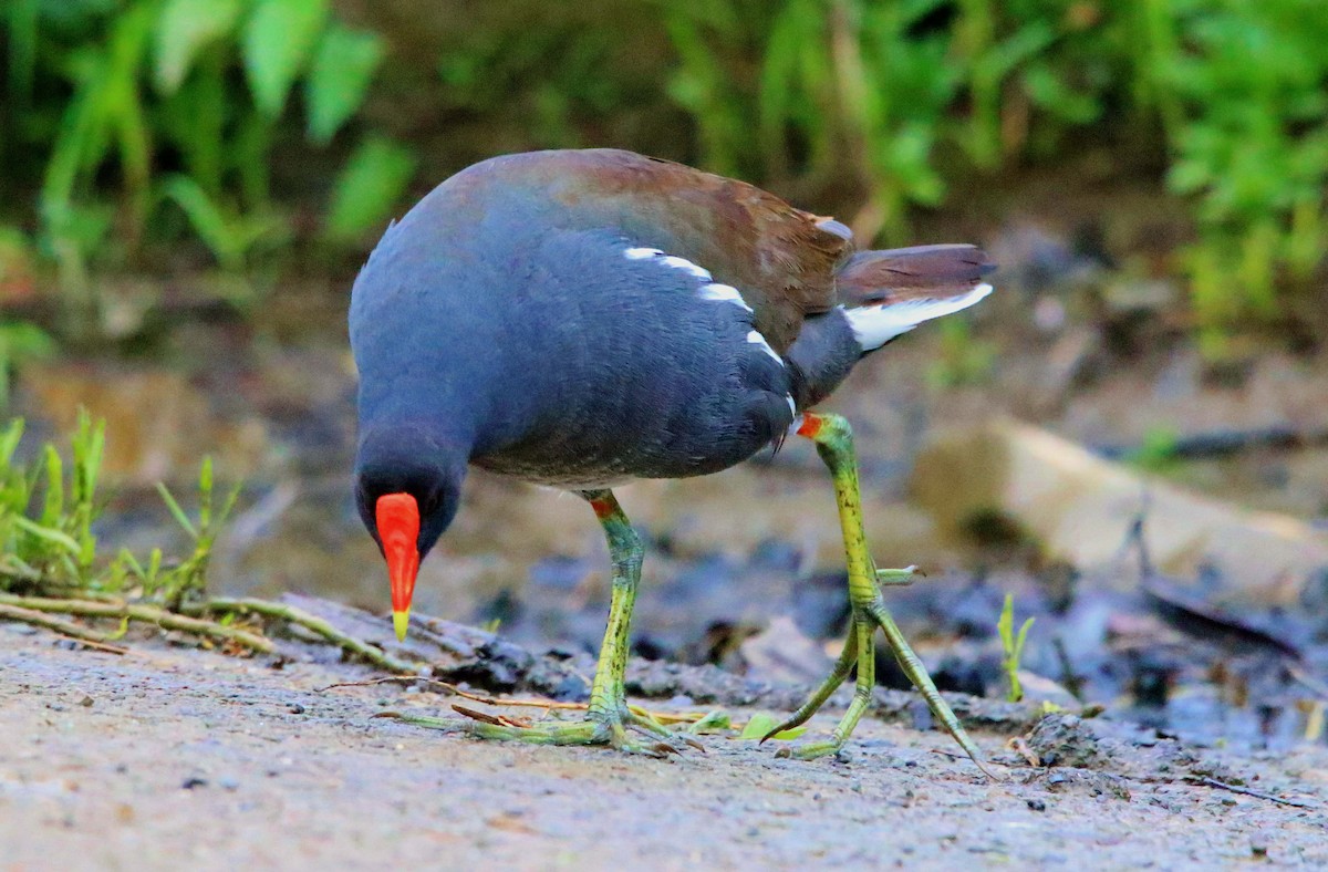 Common Gallinule - ML618596052