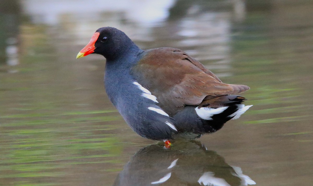 Common Gallinule - ML618596062