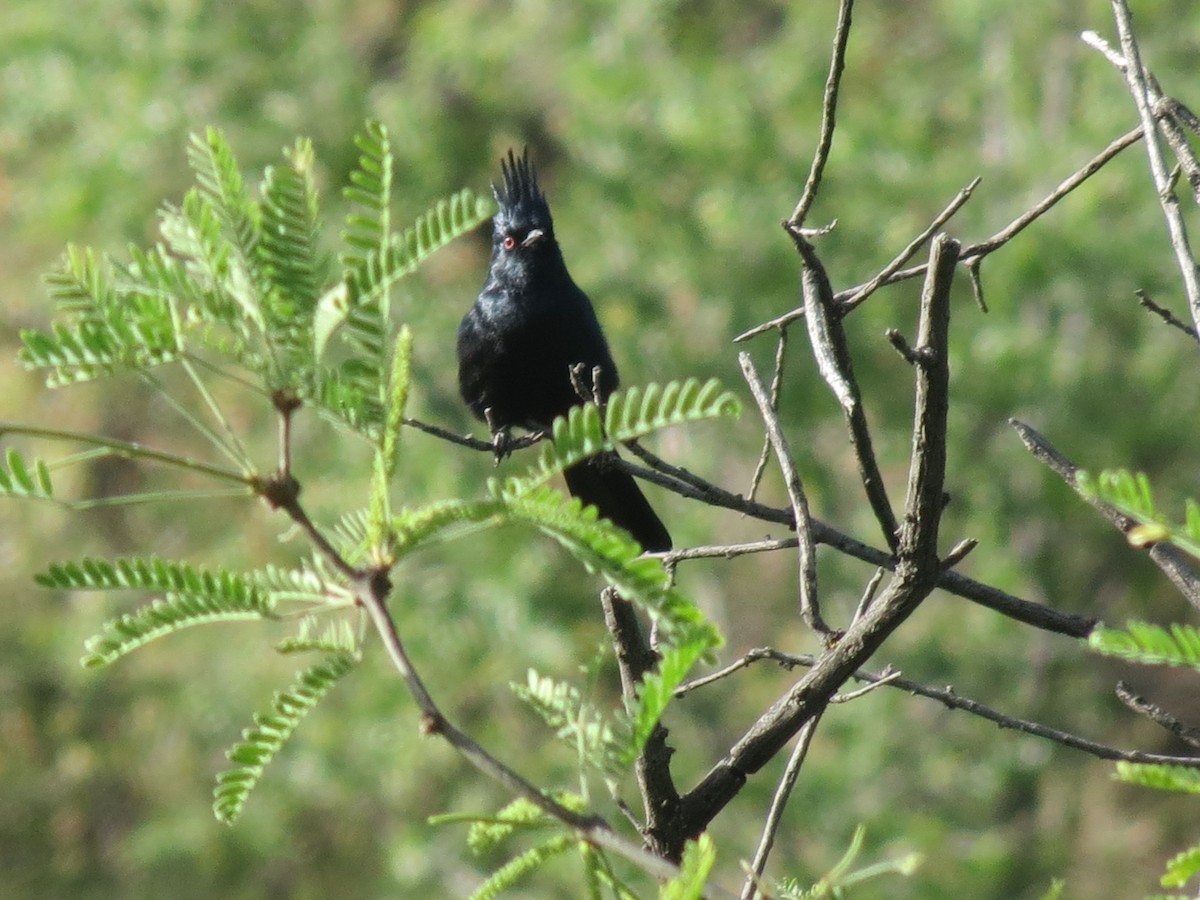 Phainopepla - Sam Holcomb