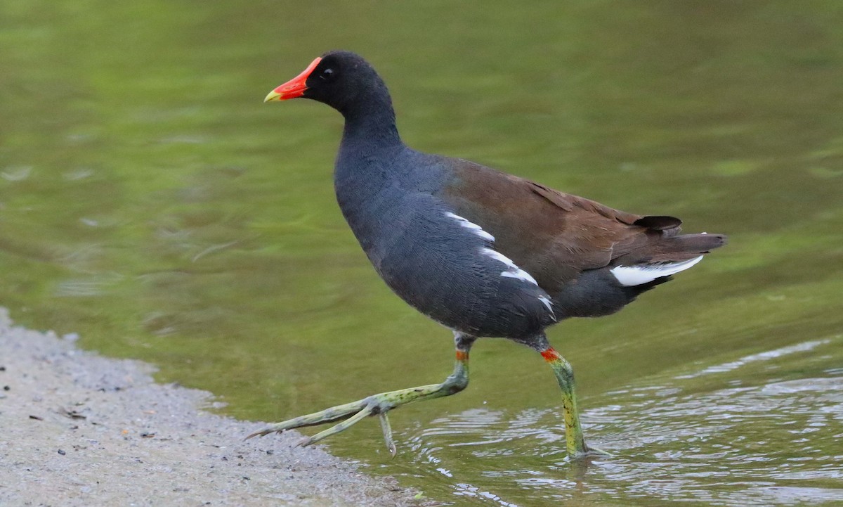 Common Gallinule - ML618596077