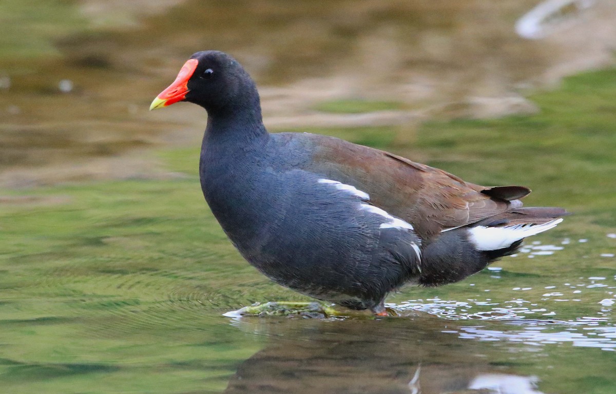 Gallinule d'Amérique - ML618596080