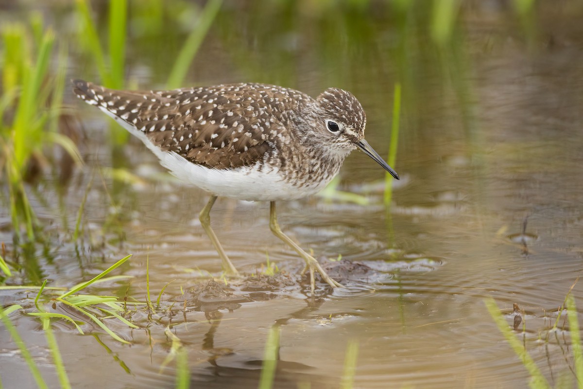 Solitary Sandpiper - Jeff Dyck