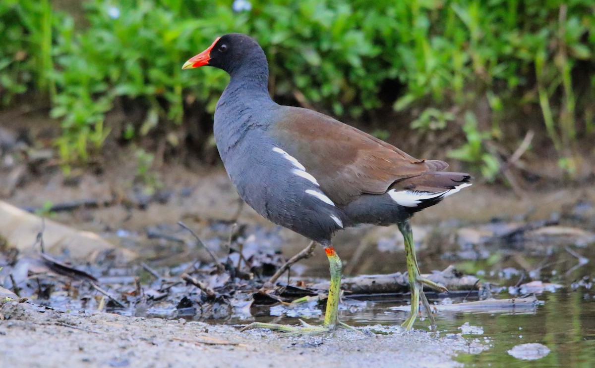 Common Gallinule - ML618596087