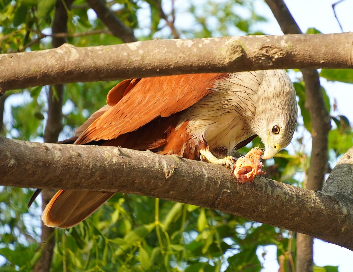 Brahminy Kite - Ayaan S