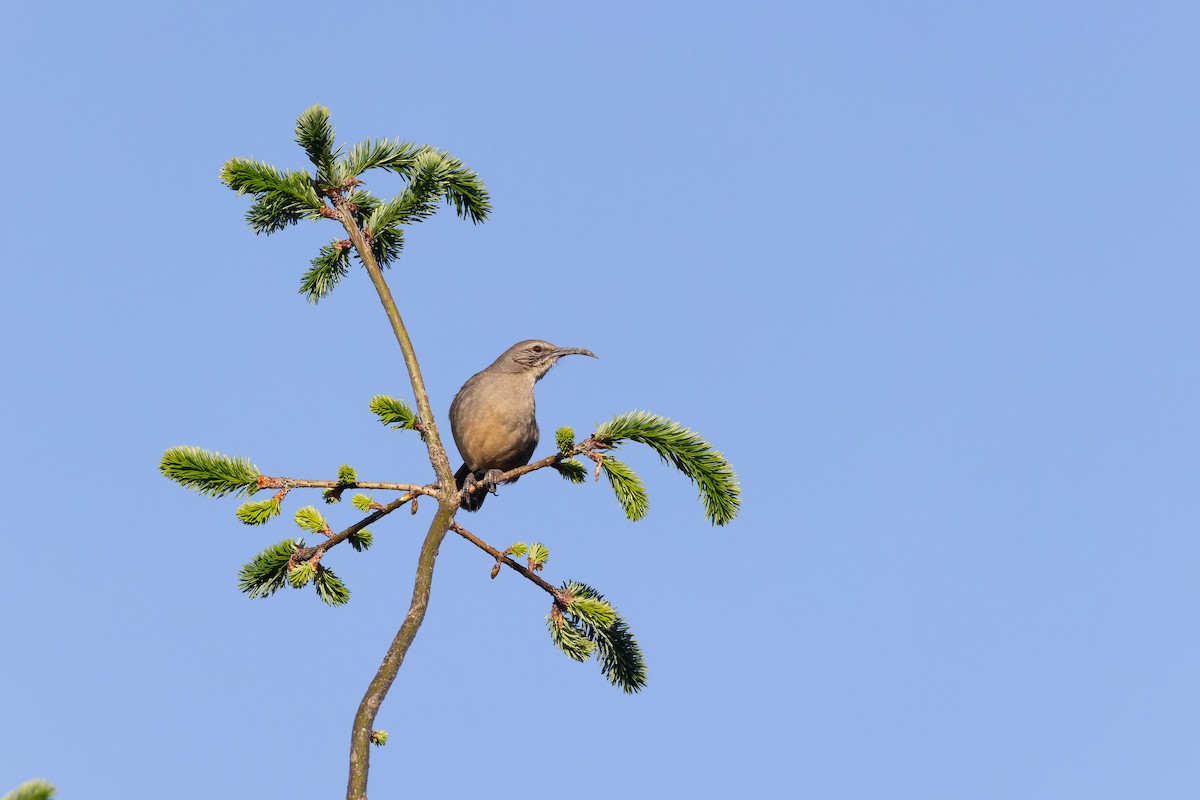 California Thrasher - Alex Rinkert