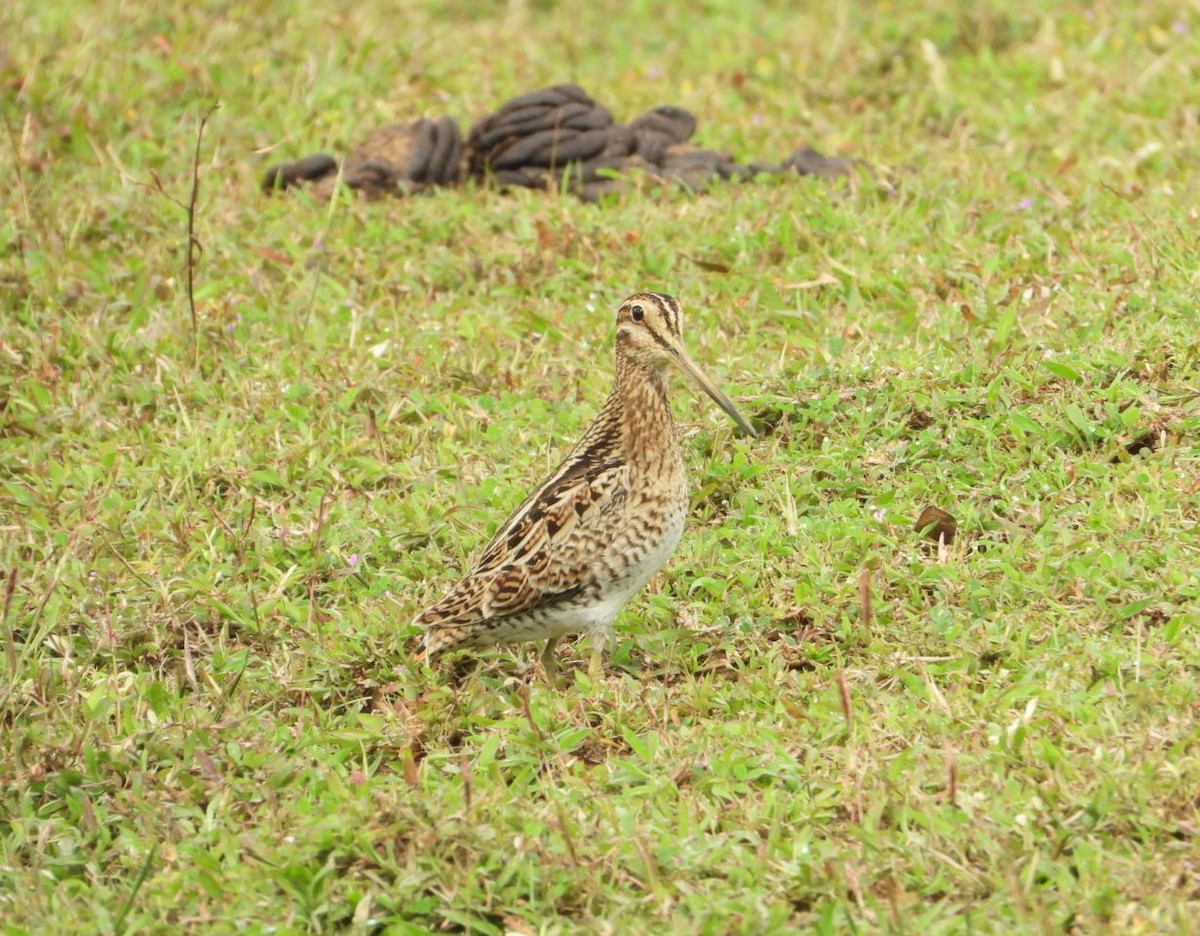 Pin-tailed Snipe - Chaiti Banerjee