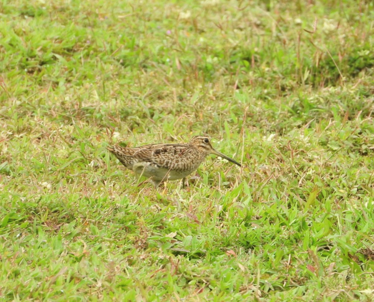 Pin-tailed Snipe - ML618596143